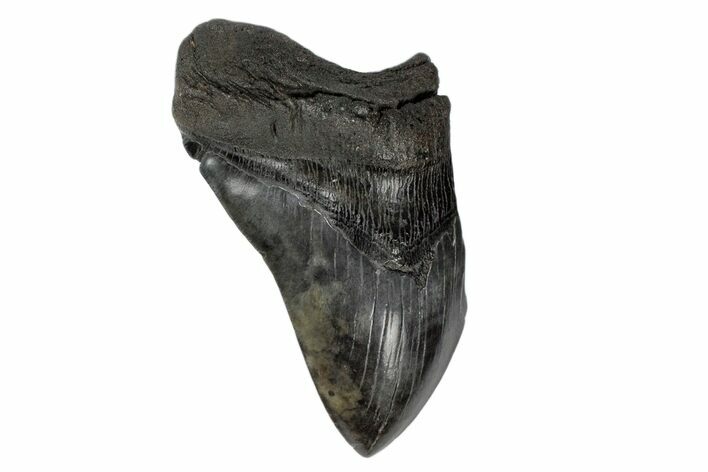Partial Fossil Megalodon Tooth - Huge Meg Tooth #171028